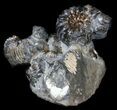 Cretaceous Ammonite (Simbirskites) Cluster - Russia #34683-1